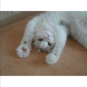 Meet your Posher, Penelope